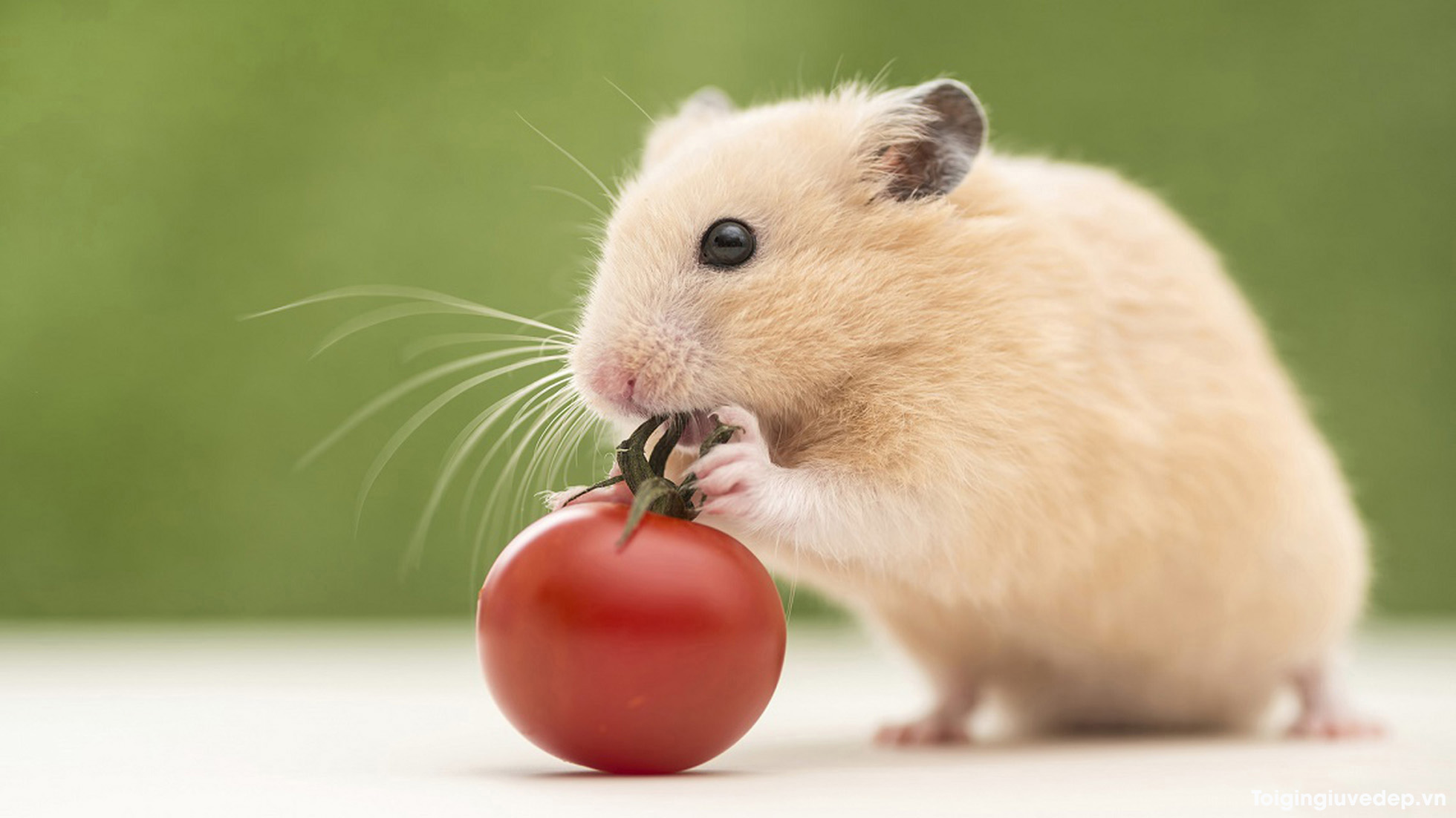 Hình nền con chuột Hamster cute đáng yêu