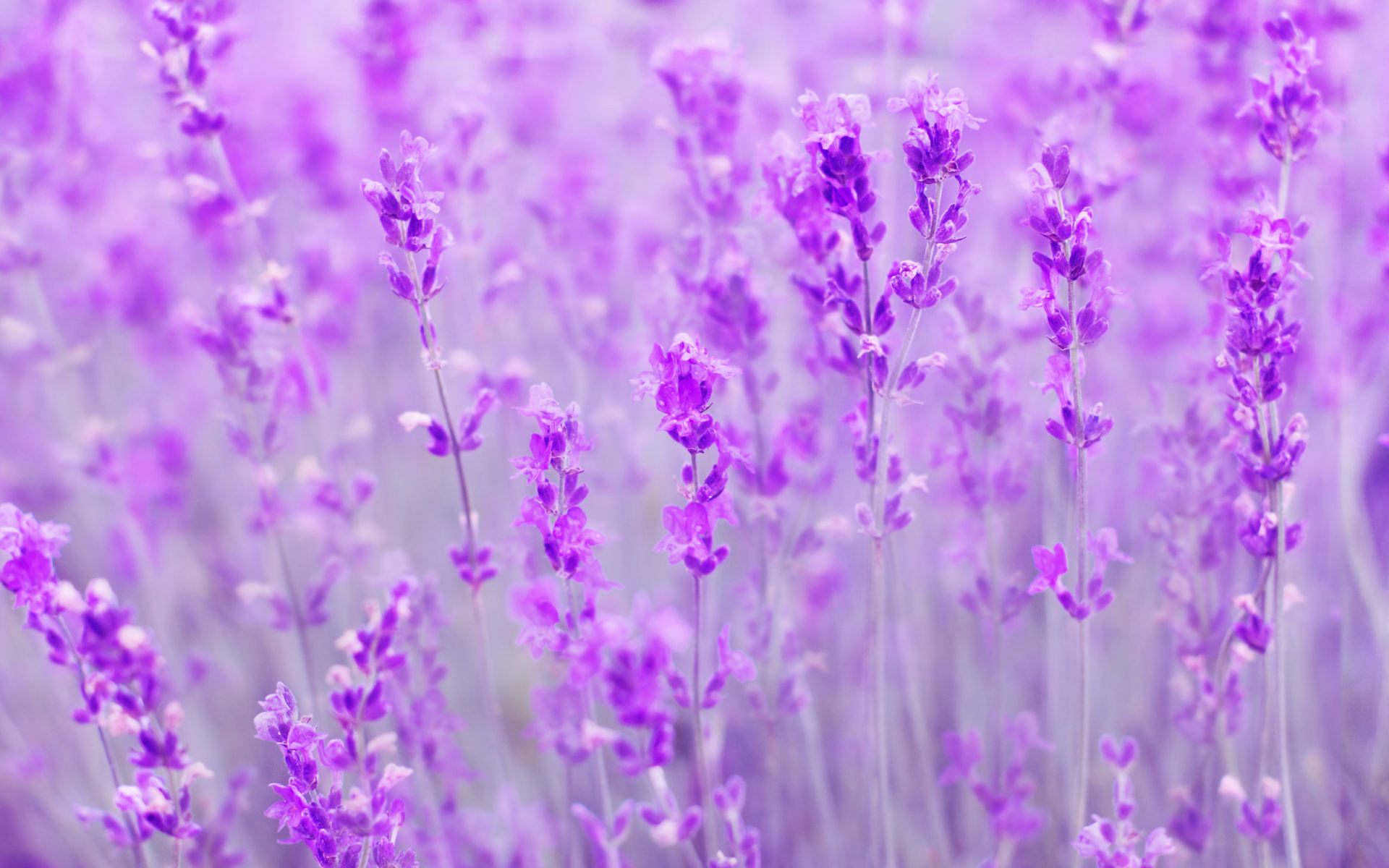 Hình nền đẹp về hoa Oải Hương Lavender