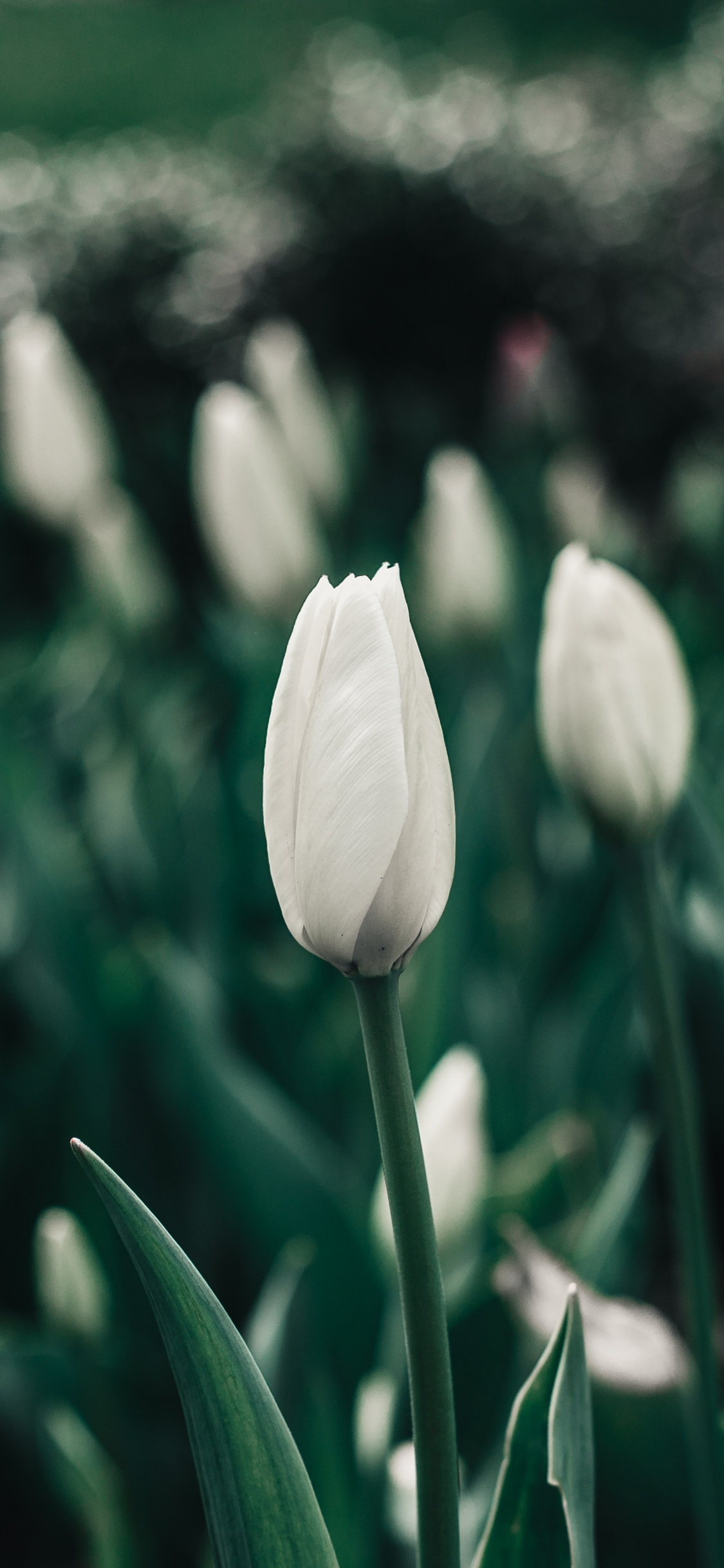 Hình nền điện thoại hoa Tulip