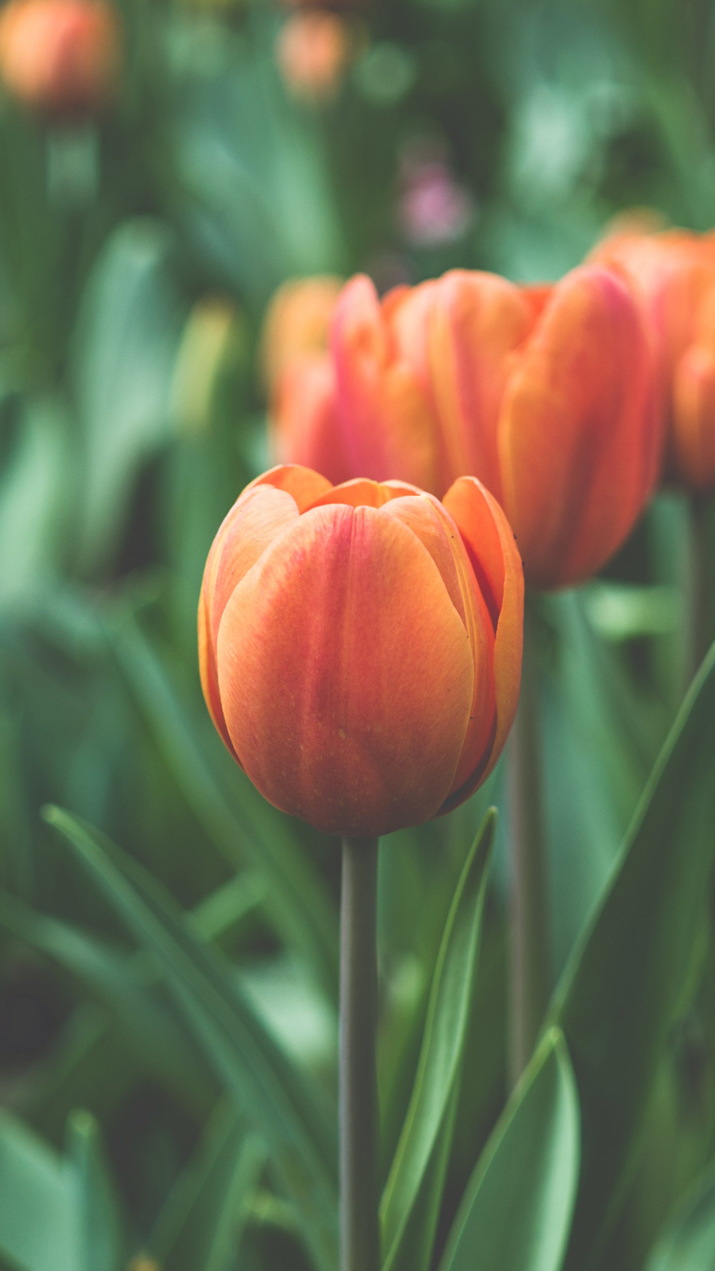Hình nền hoa Tulip cam