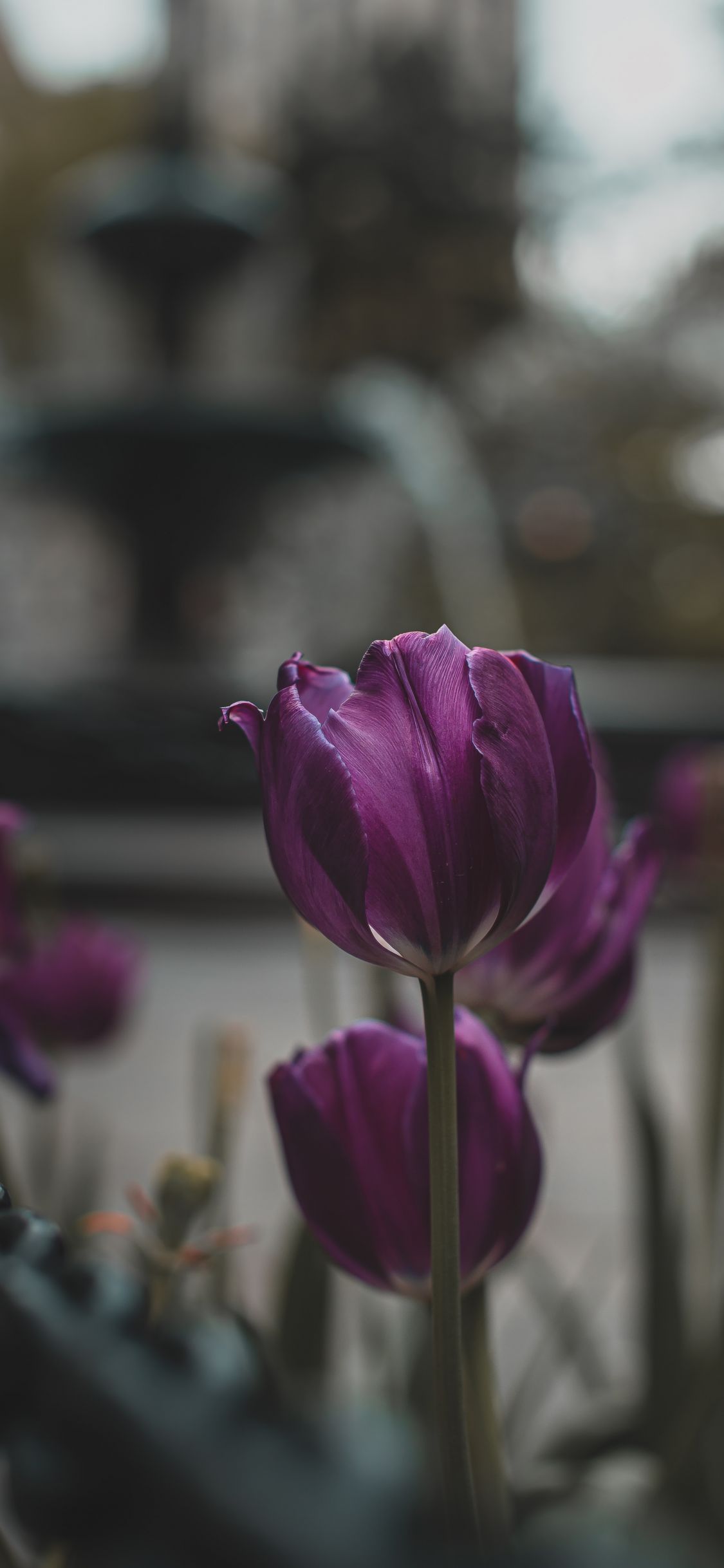 Hình nền hoa Tulip chất lượng cao