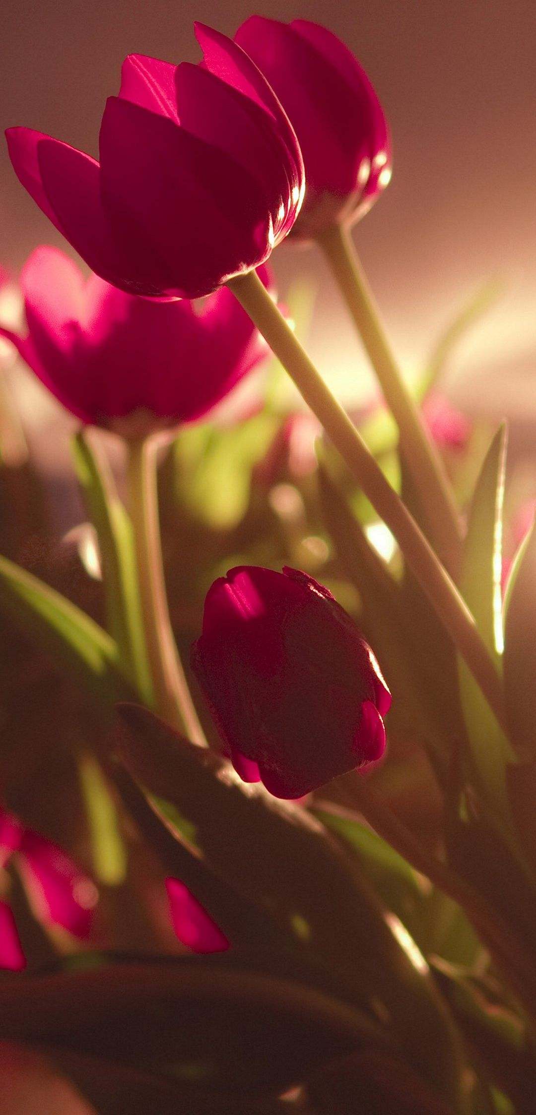 Hình nền hoa Tulip chất nhất