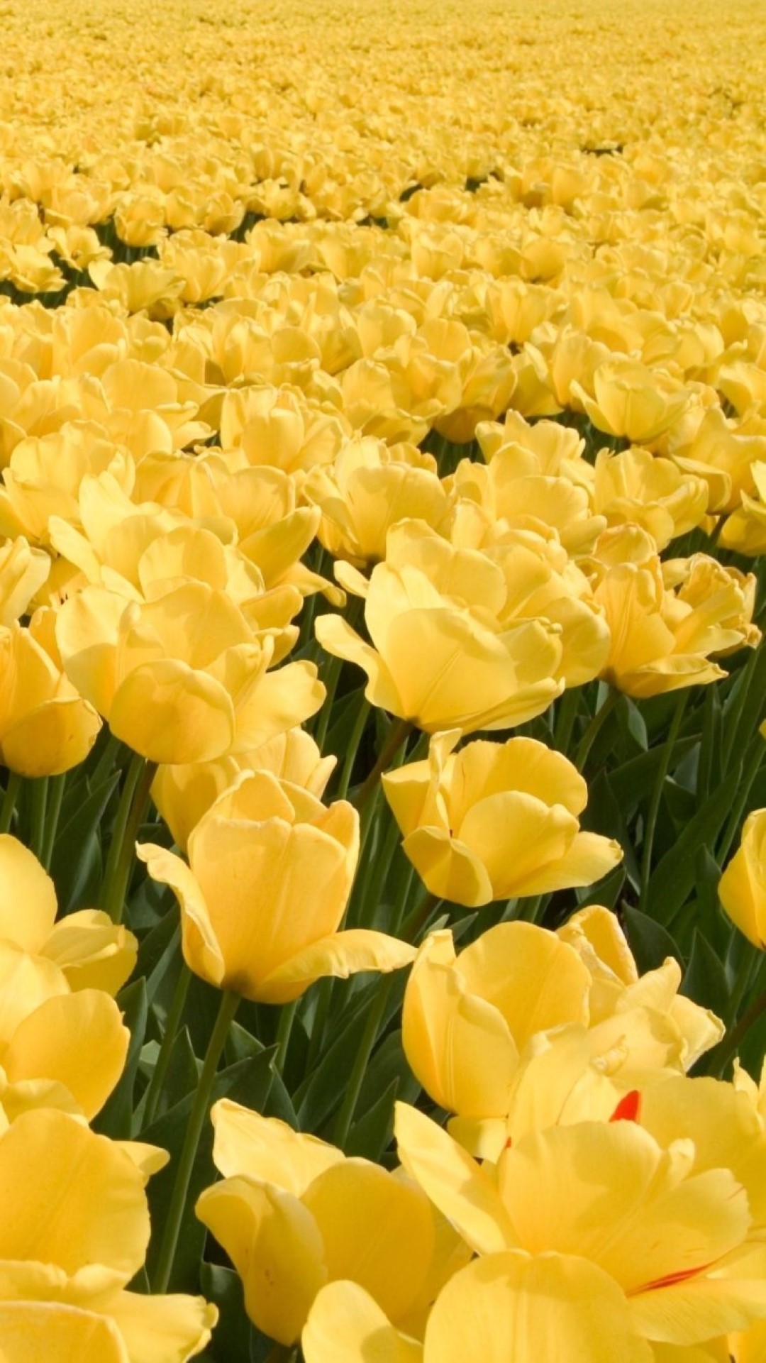Hình nền hoa Tulip cho điện thoại