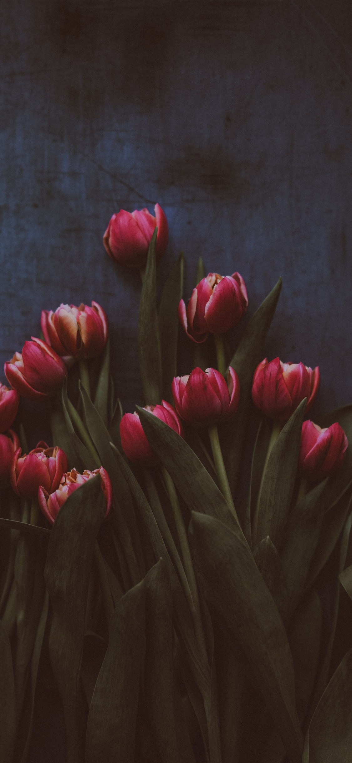 Hình nền hoa Tulip cho iPhone