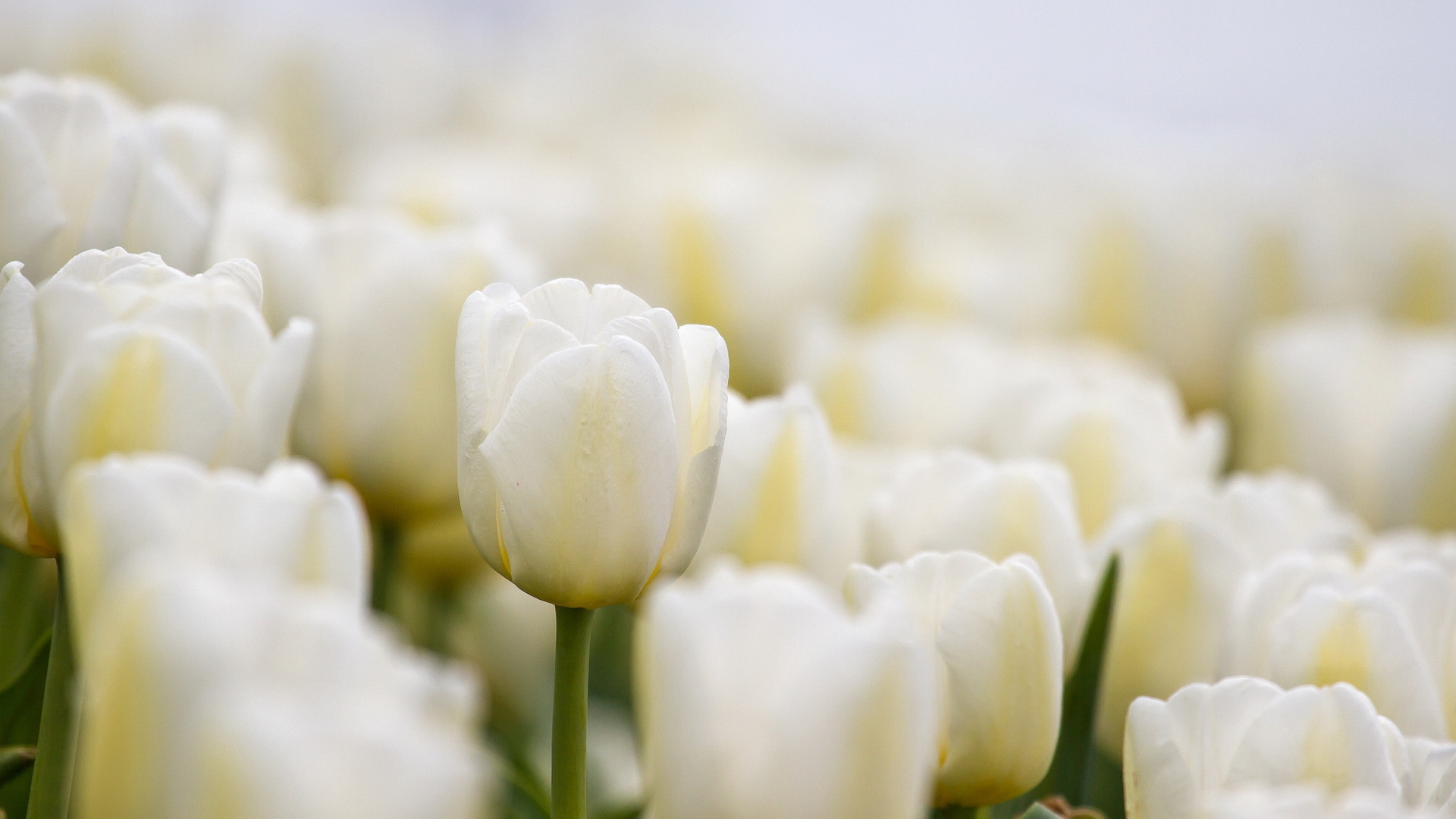 Hình nền hoa Tulip cực đẹp