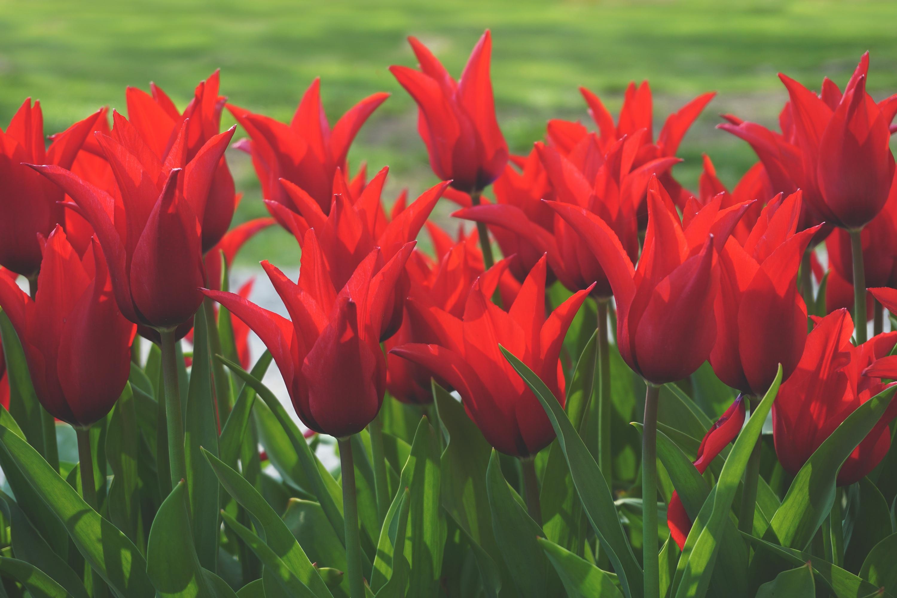 Hình nền hoa Tulip đẹp nhất
