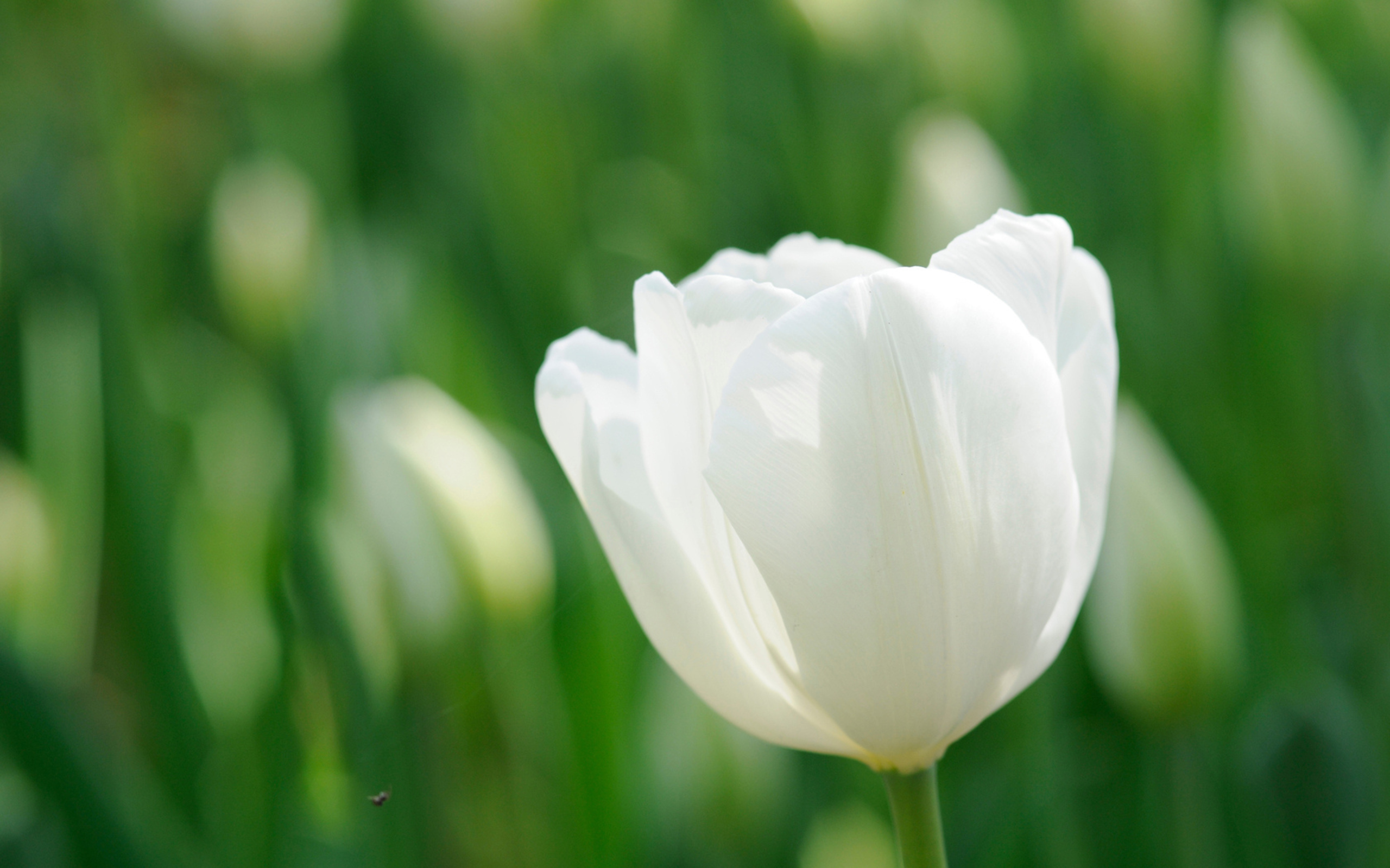 Hình nền hoa Tulip đẹp, rực rỡ nhất