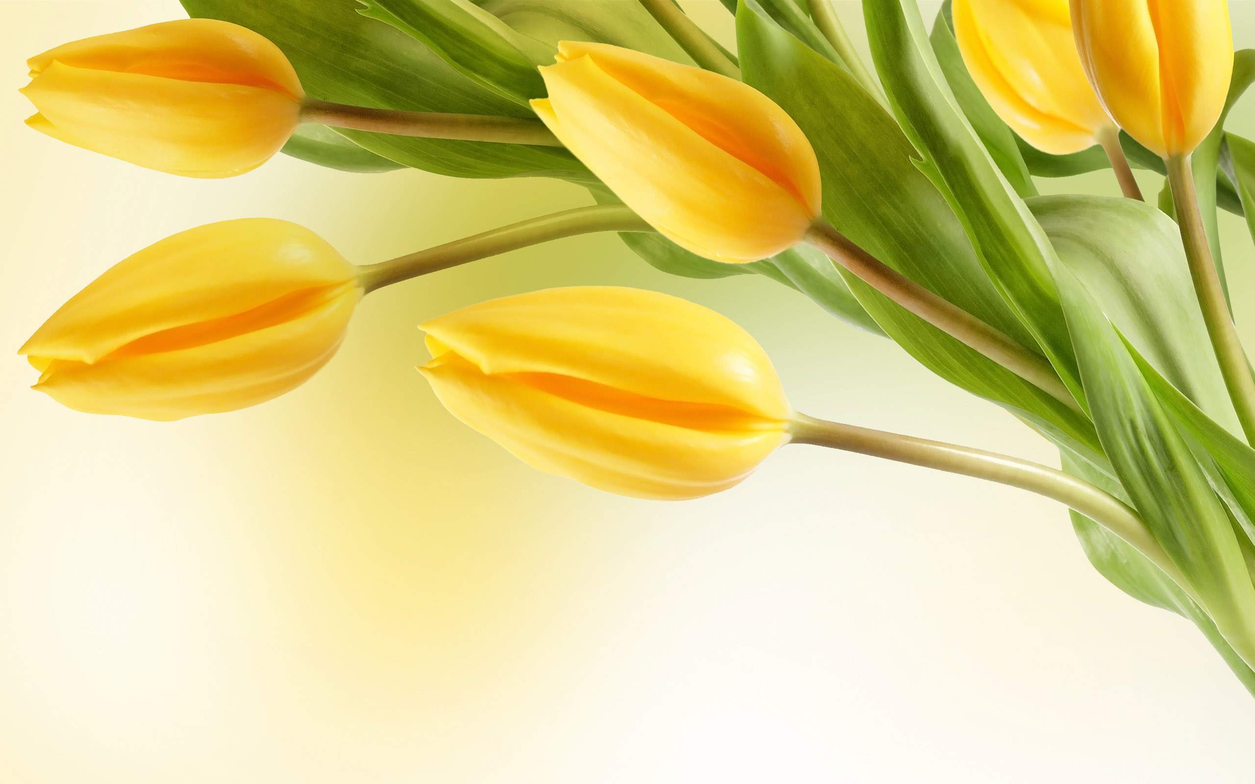 Hình nền hoa Tulip đơn giản