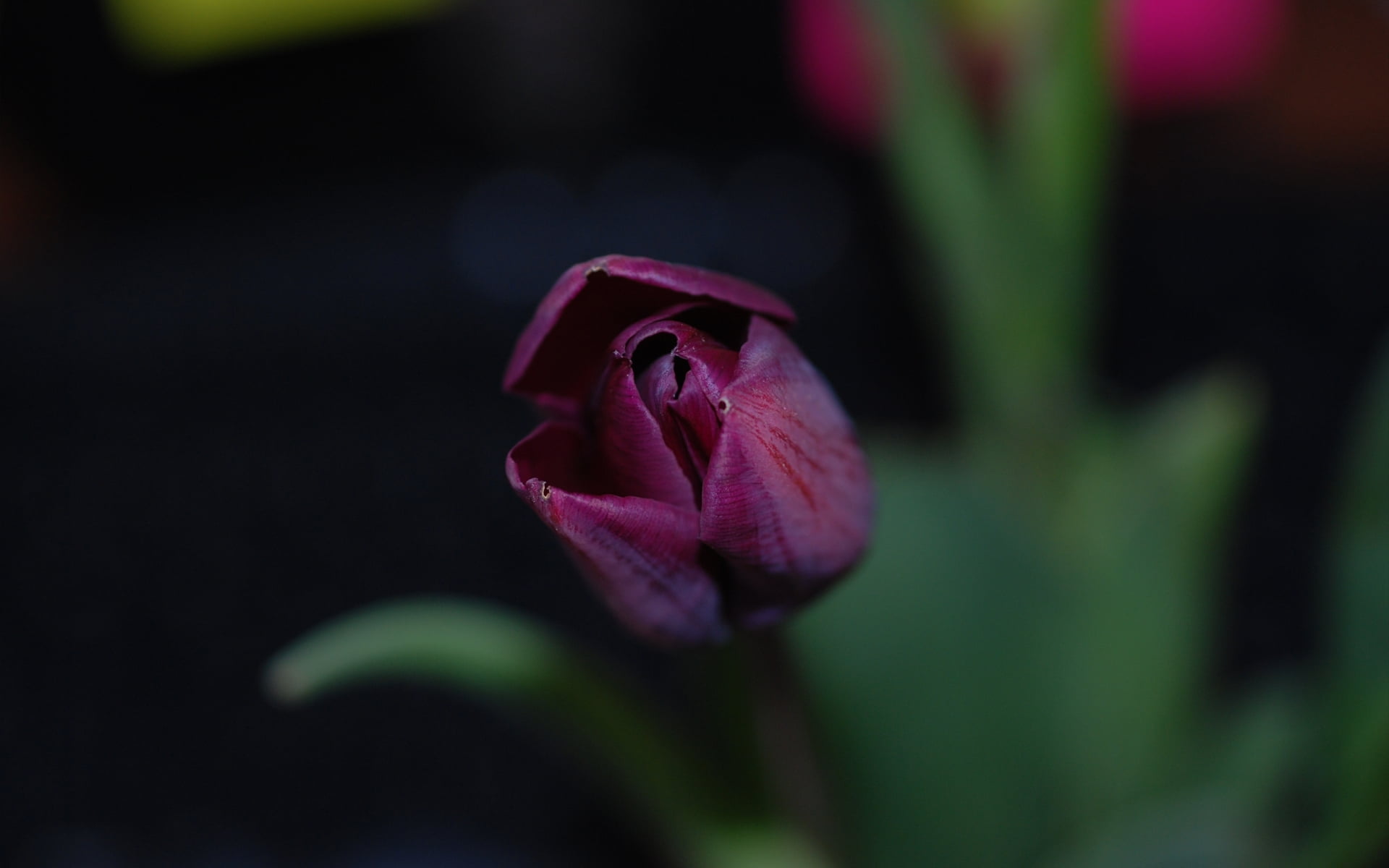 Hình nền hoa Tulip HD