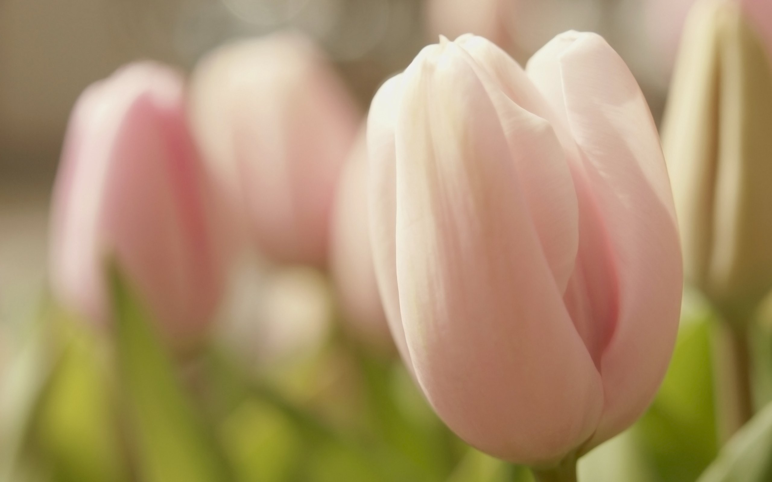 Hình nền hoa Tulip nhẹ nhàng tinh khiết