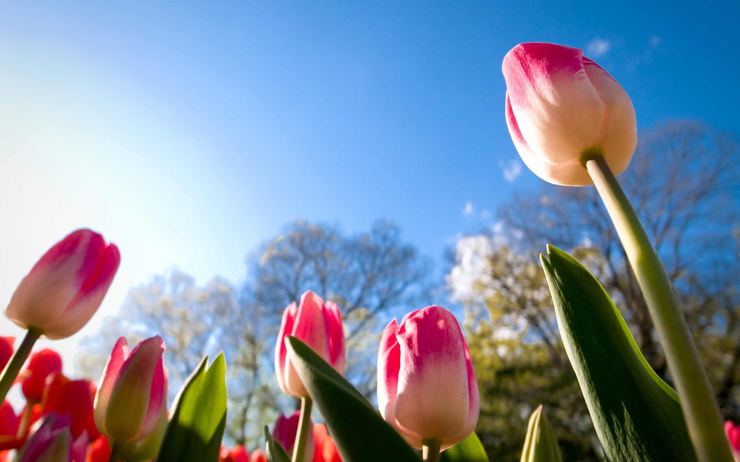 Hình nền hoa Tulip rực rỡ dưới nắng
