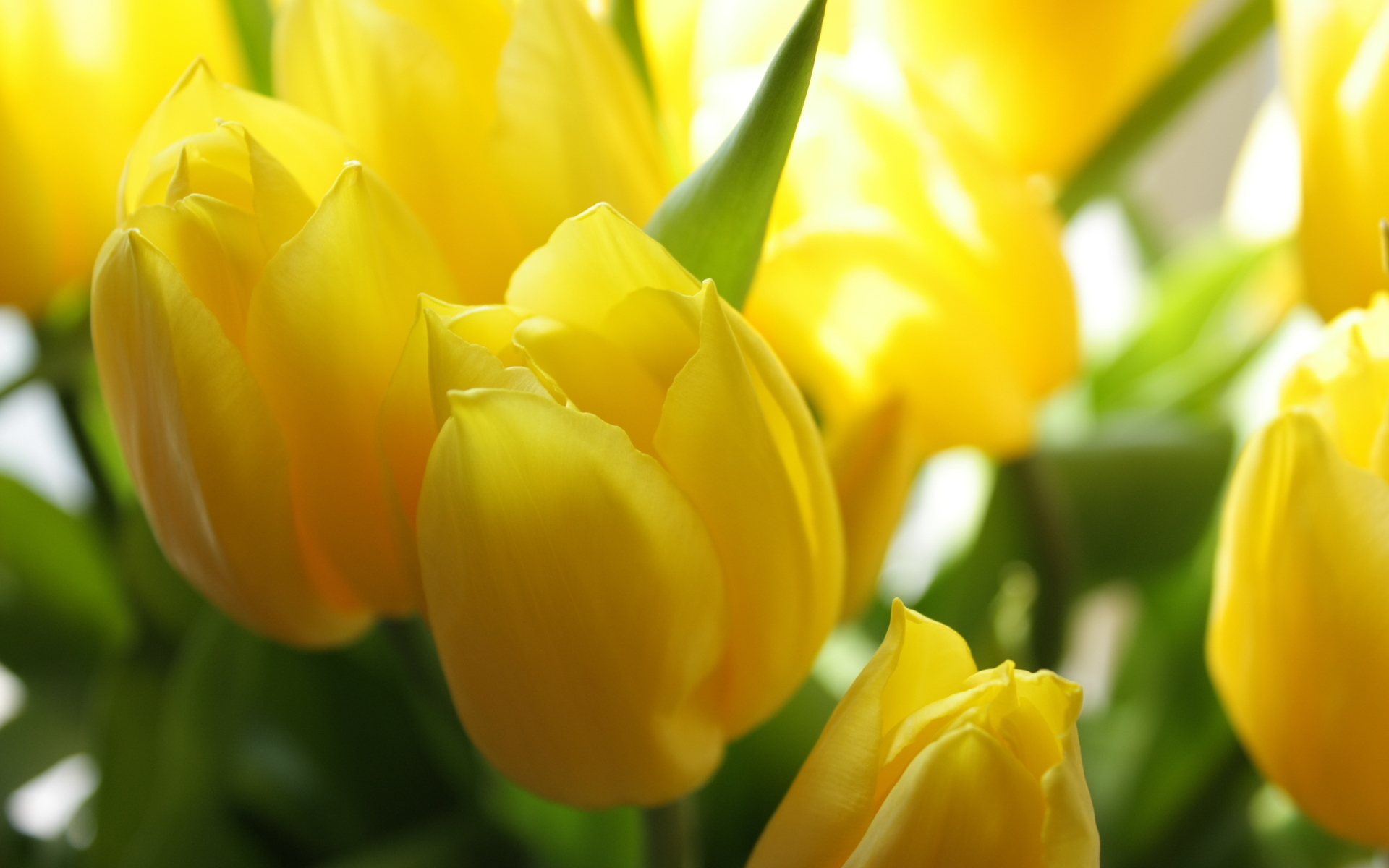 Hình nền hoa Tulip rực rỡ tuyệt đẹp