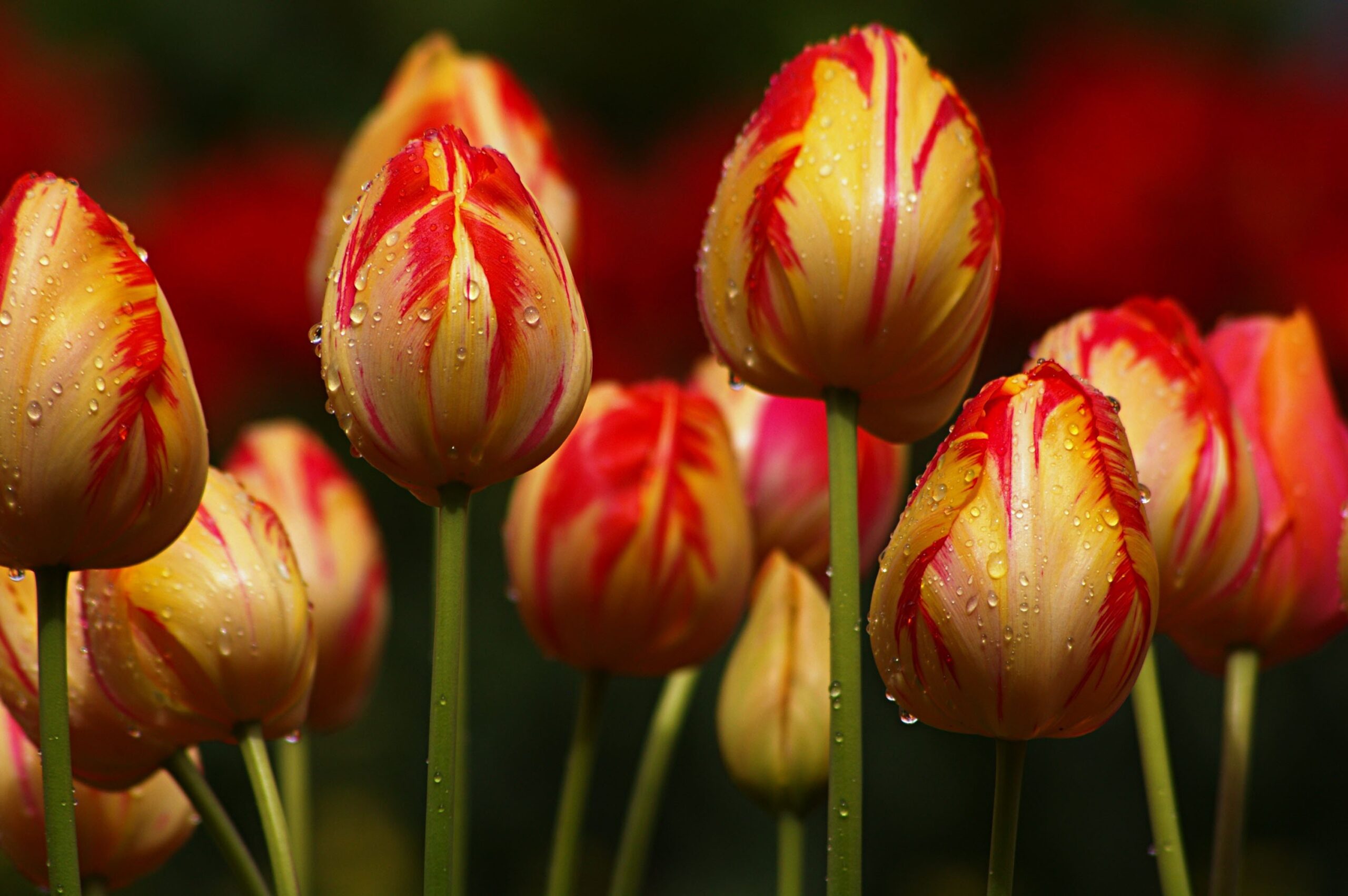 Hình nền hoa Tulip sau mưa