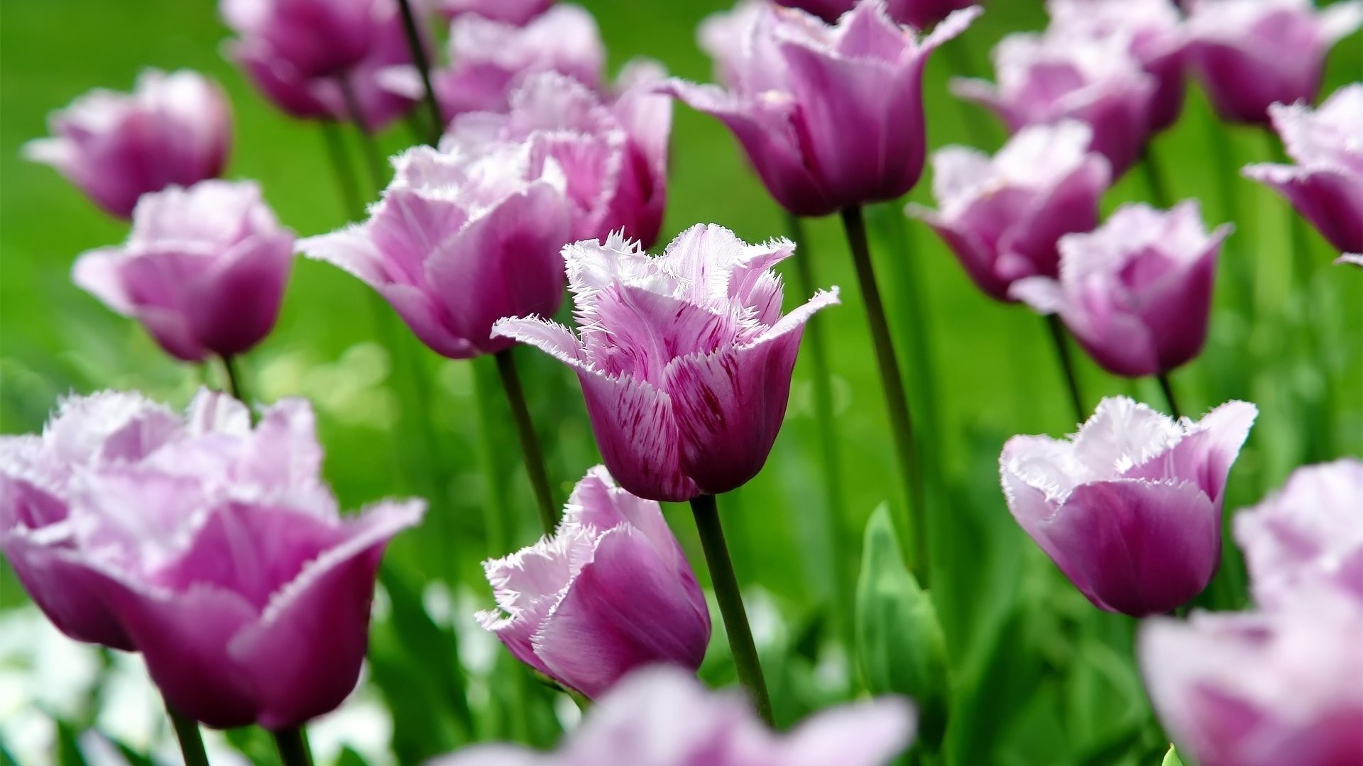 Hình nền hoa Tulip tím