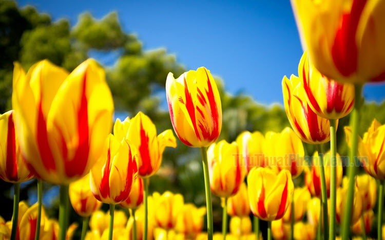 Hình nền hoa Tulip tuyệt đẹp