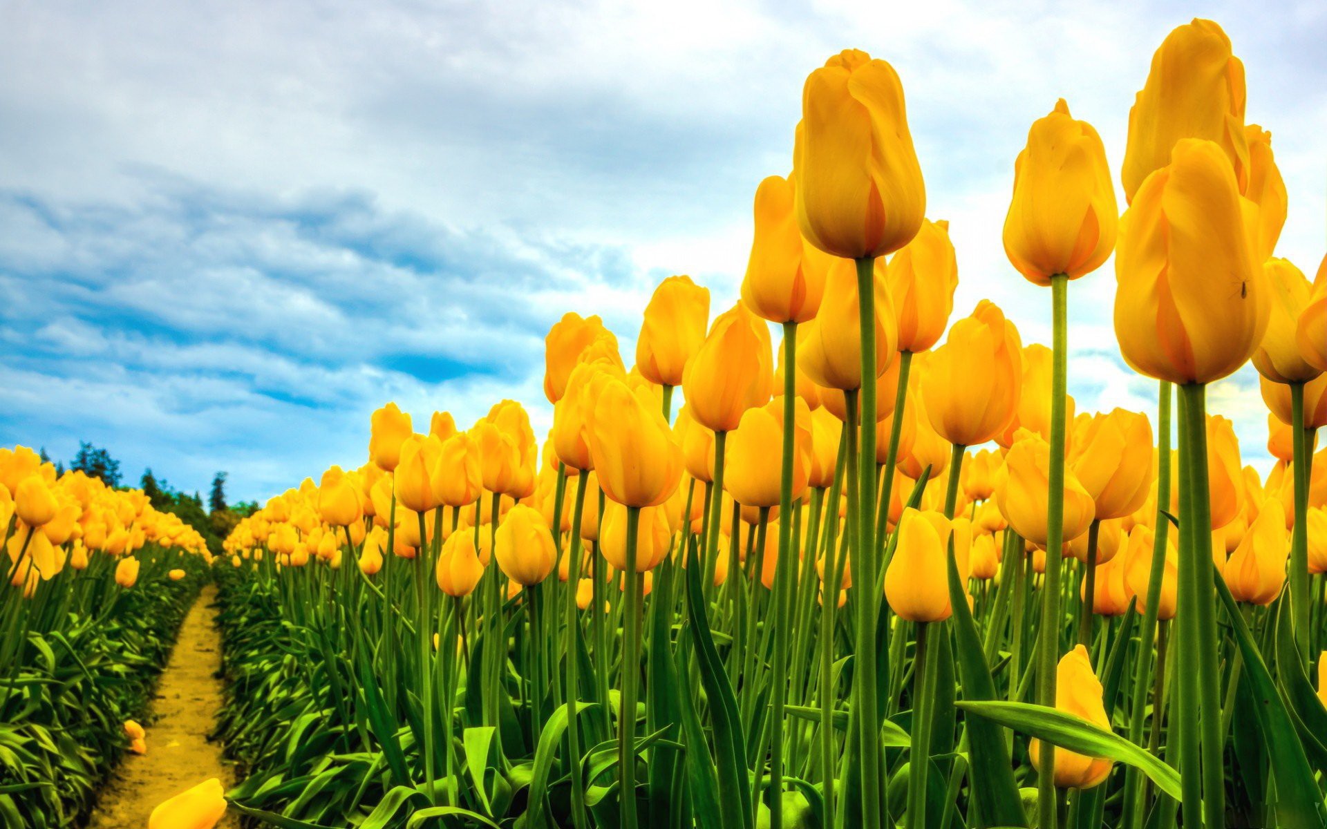 Hình nền hoa Tulip vàng