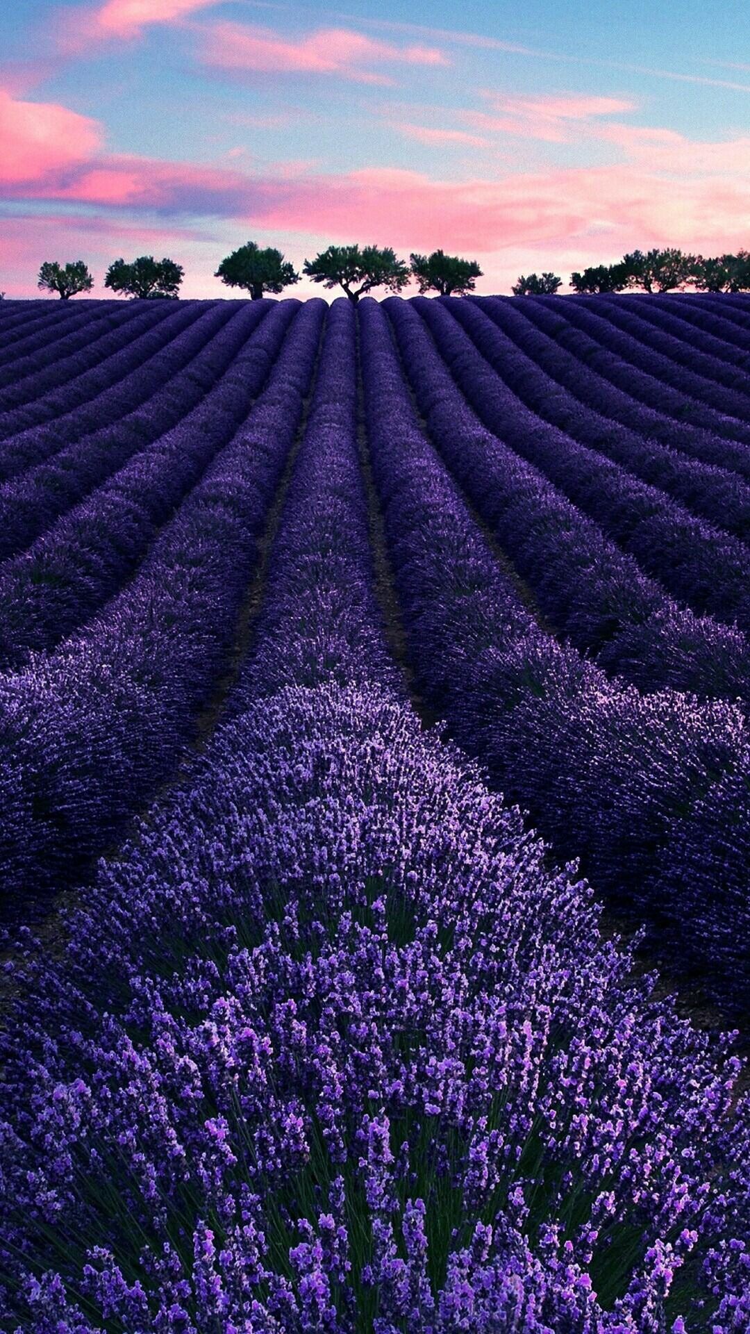 Lavender iPhone Wallpaper