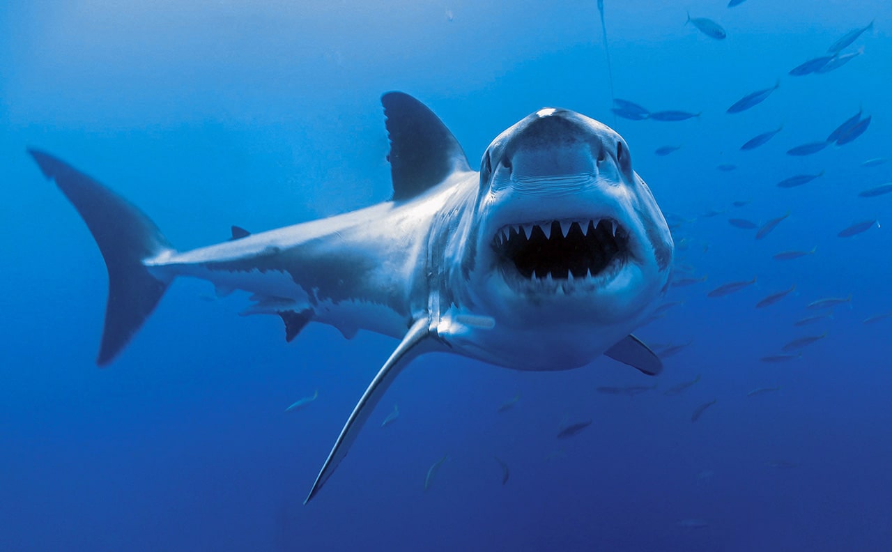 Hình ảnh cá mập ăn thịt