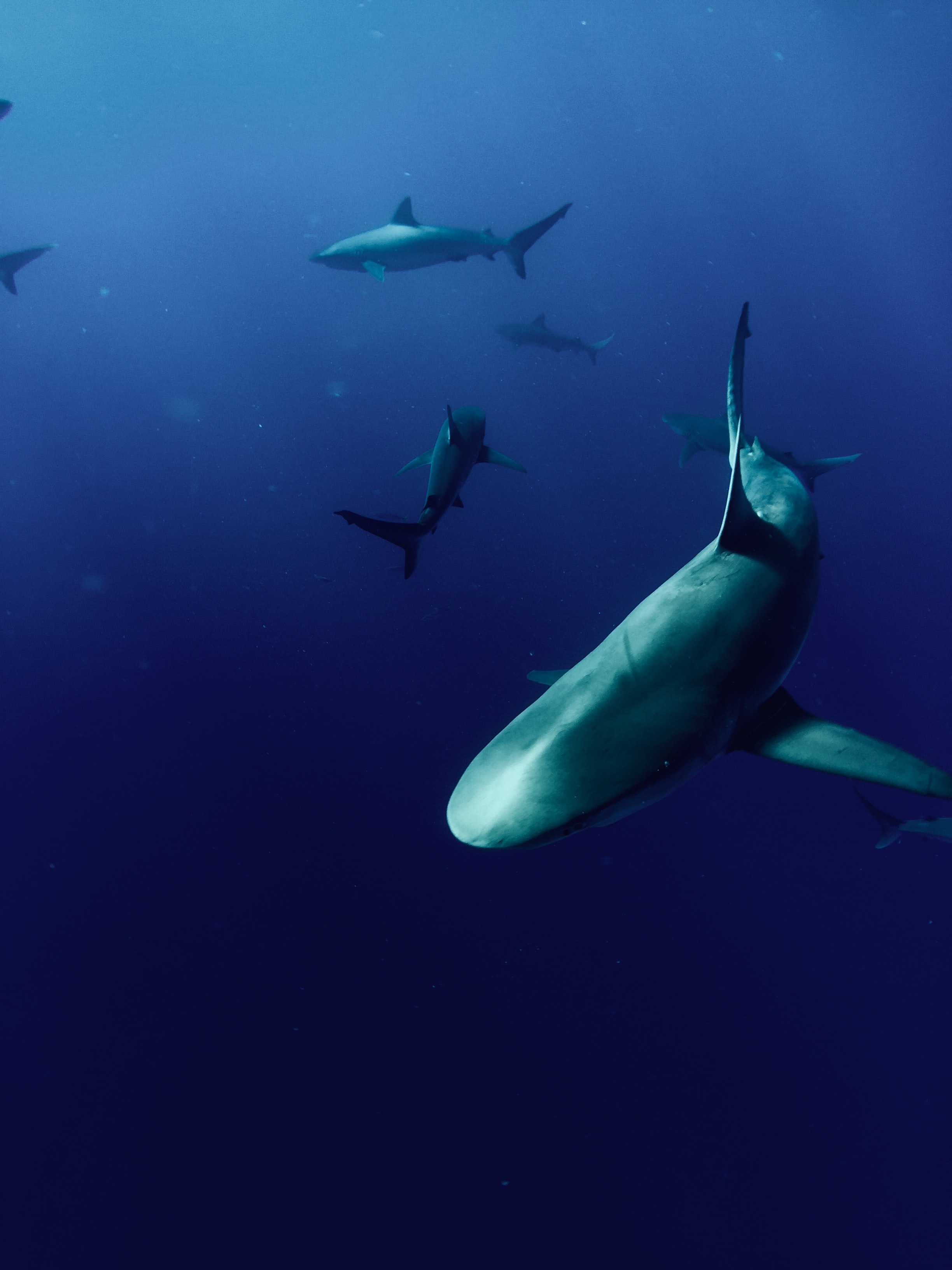 Hình ảnh cá mập chất lượng cao tuyệt đẹp