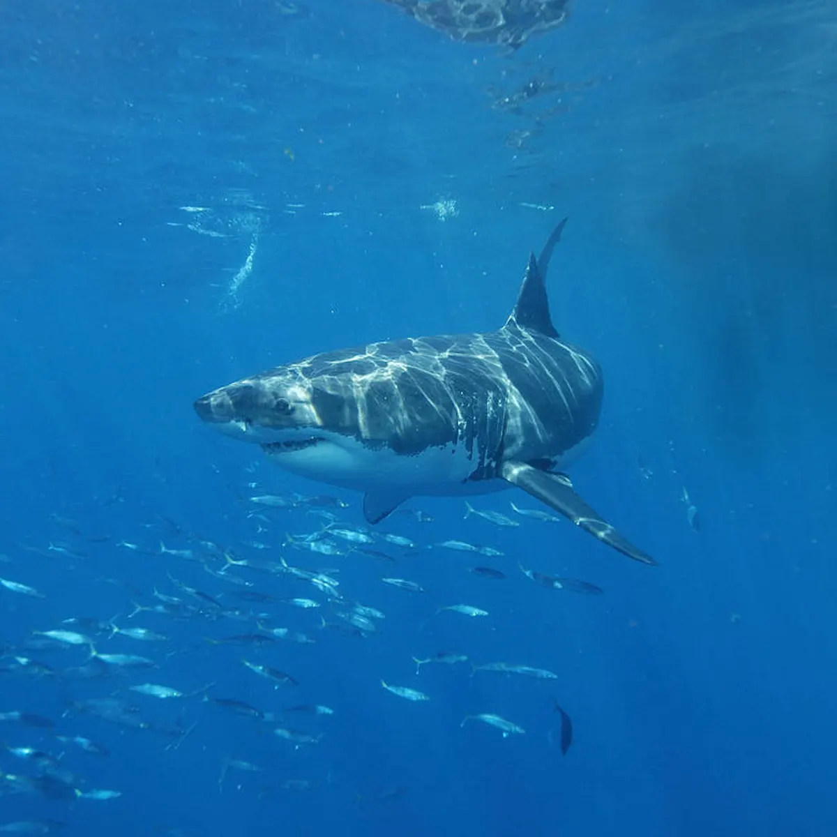 Hình ảnh cá mập đại dương tuyệt đẹp