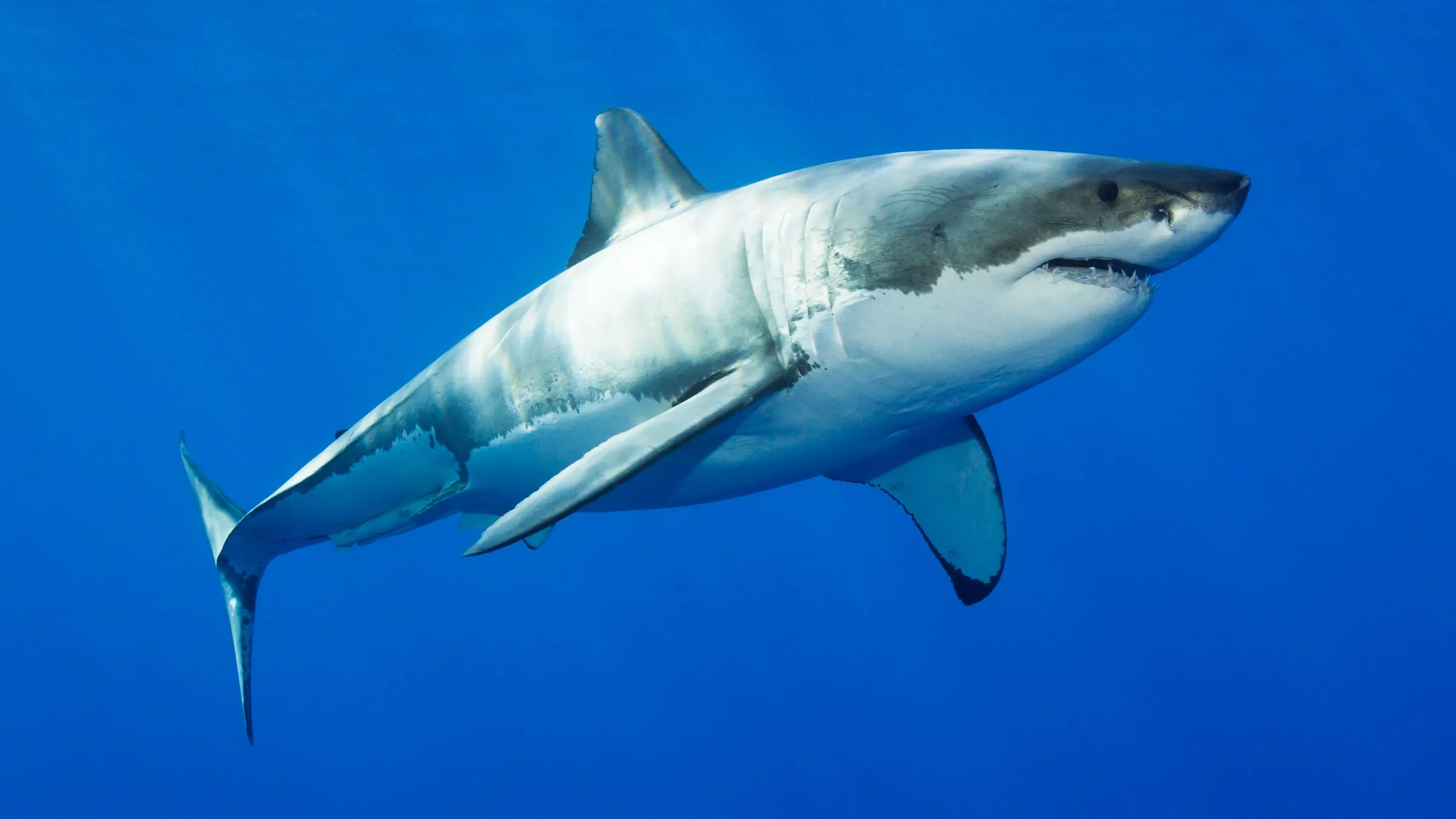 Hình ảnh cá mập đại dương