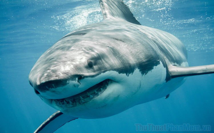 Hình ảnh cá mập đẹp nhất