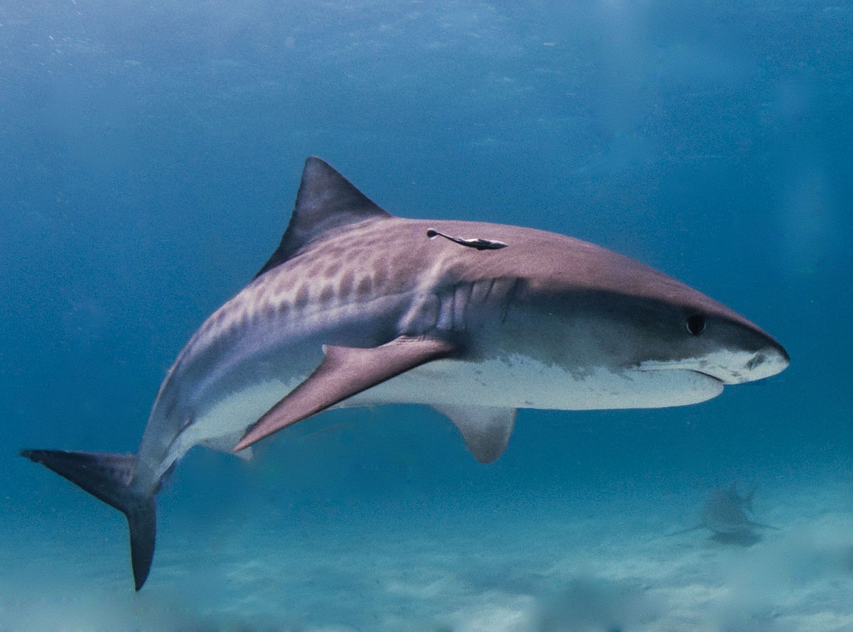 Hình ảnh cá mập trắng bơi cực đẹp