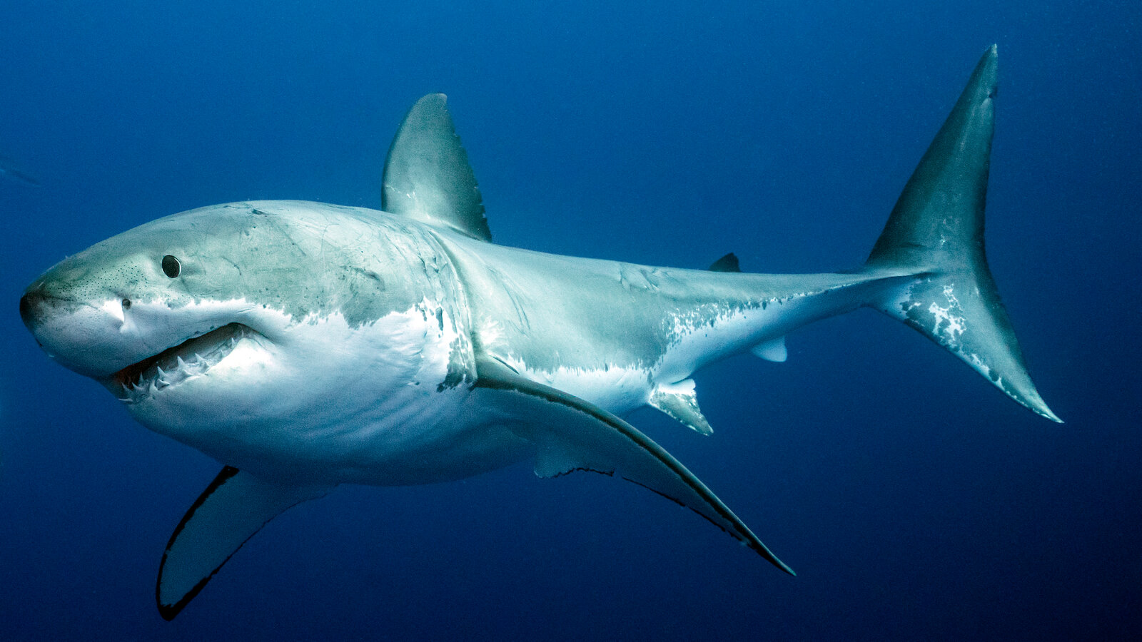Hình ảnh cá mập trắng tuyệt đẹp