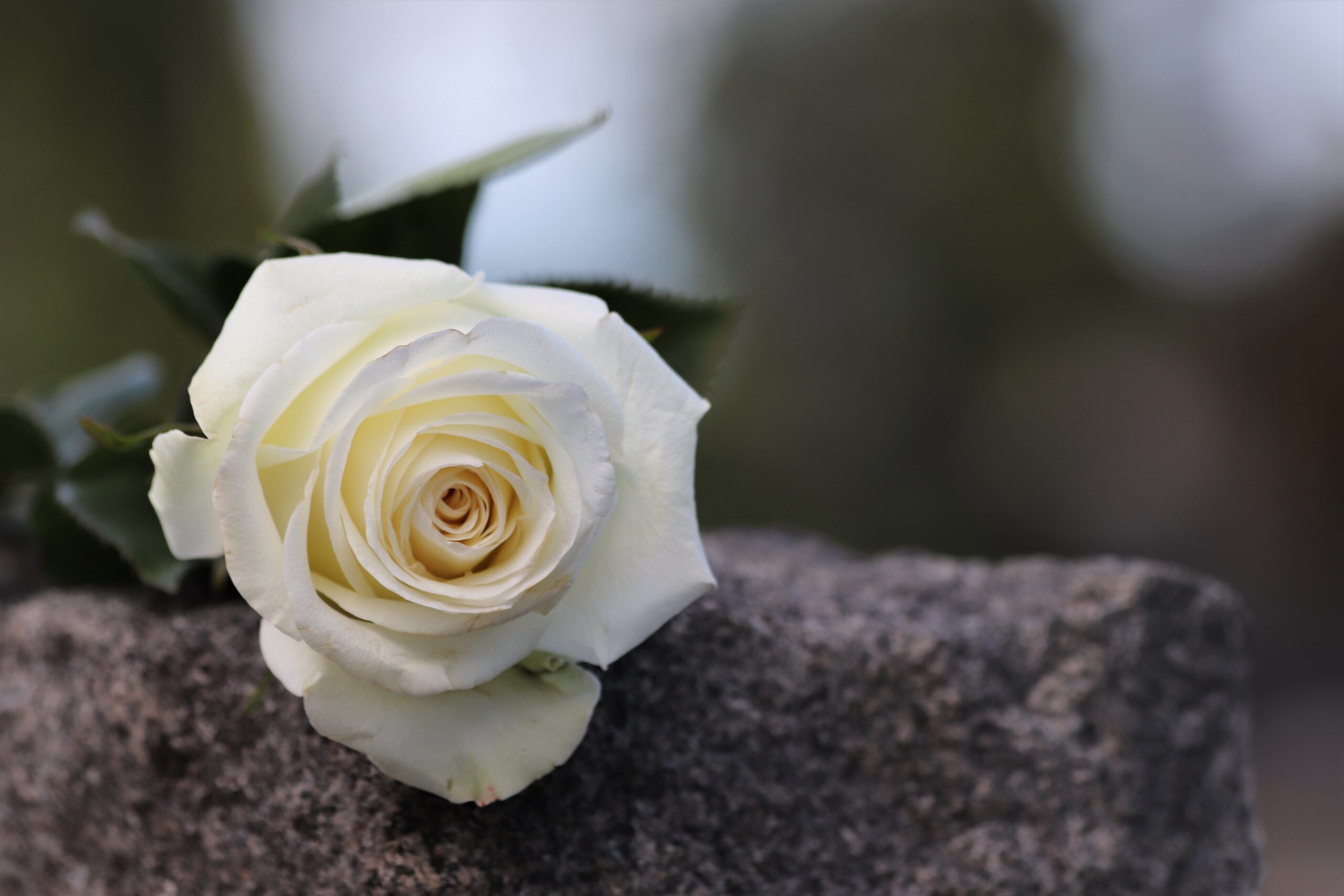 Hình ảnh hoa hồng trắng chia buồn tang lễ