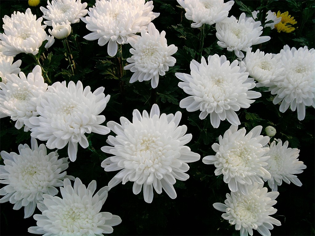 Hình hoa cúc white phân chia buồn tang lễ