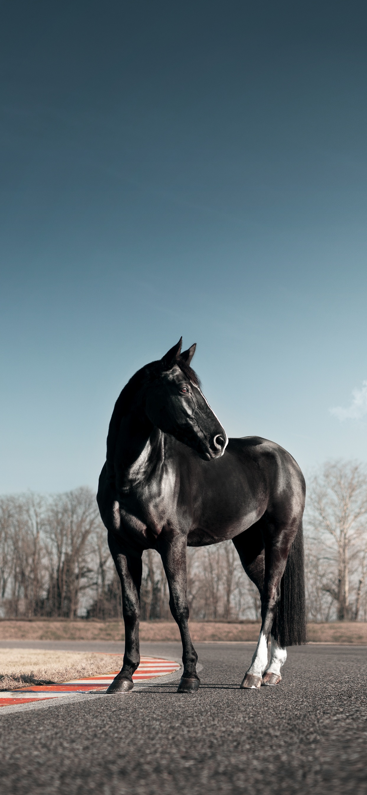 Black Horse iPhone Wallpaper