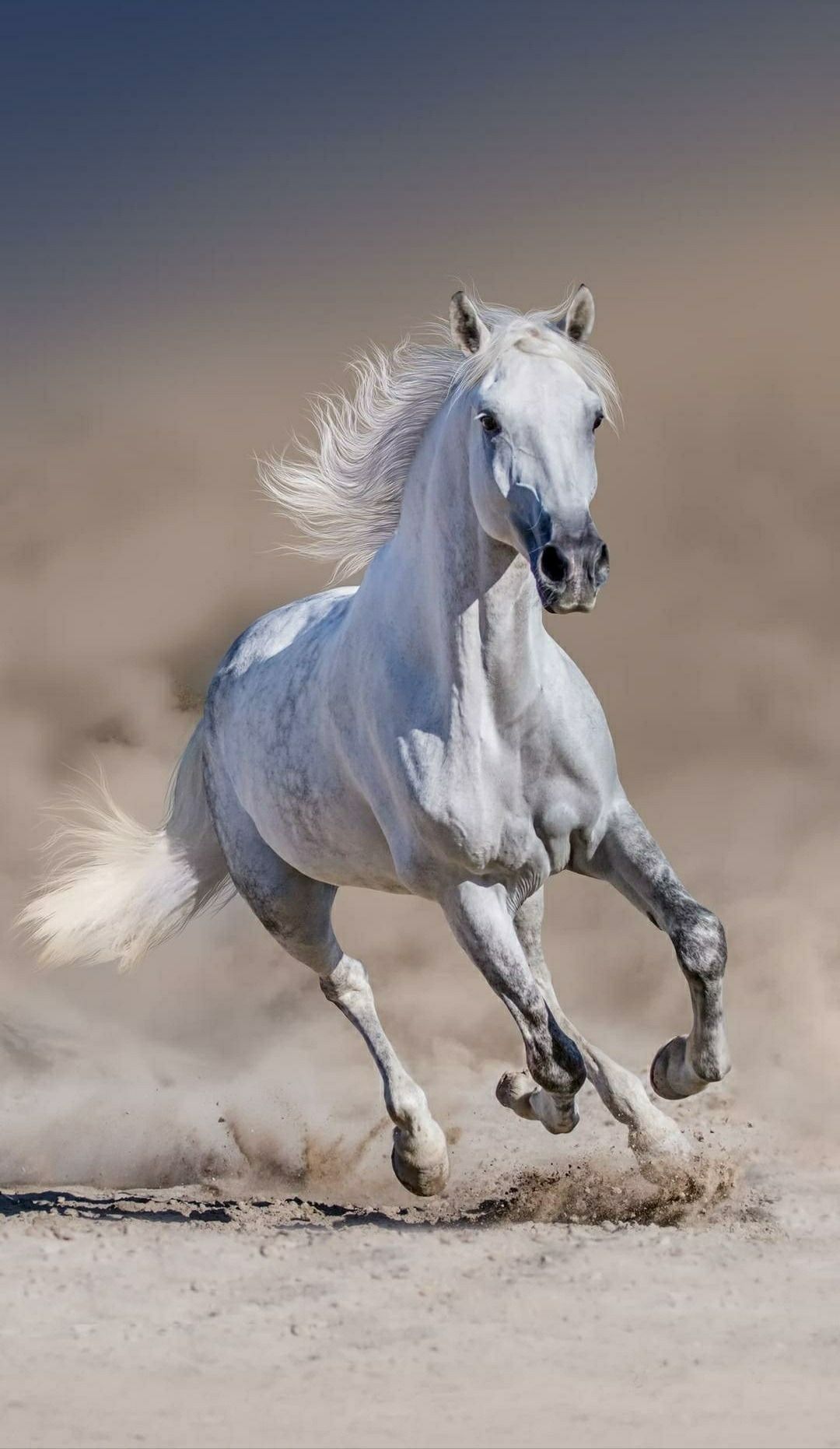 Hình nền con ngựa cho iPhone đẹp nhất