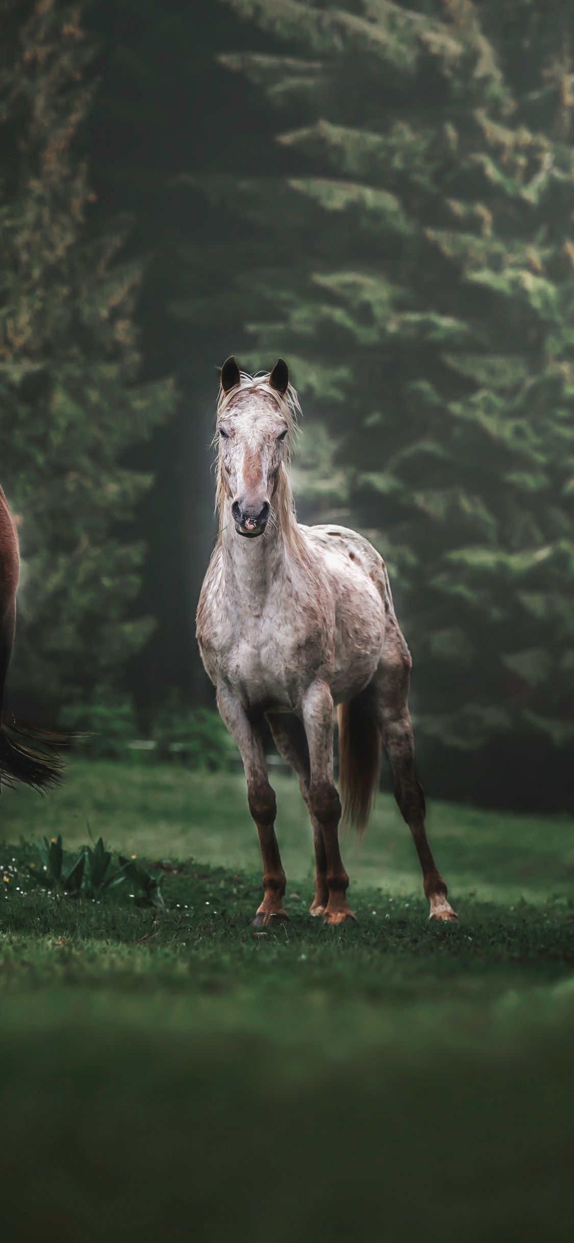 Hình nền con ngựa cực đẹp