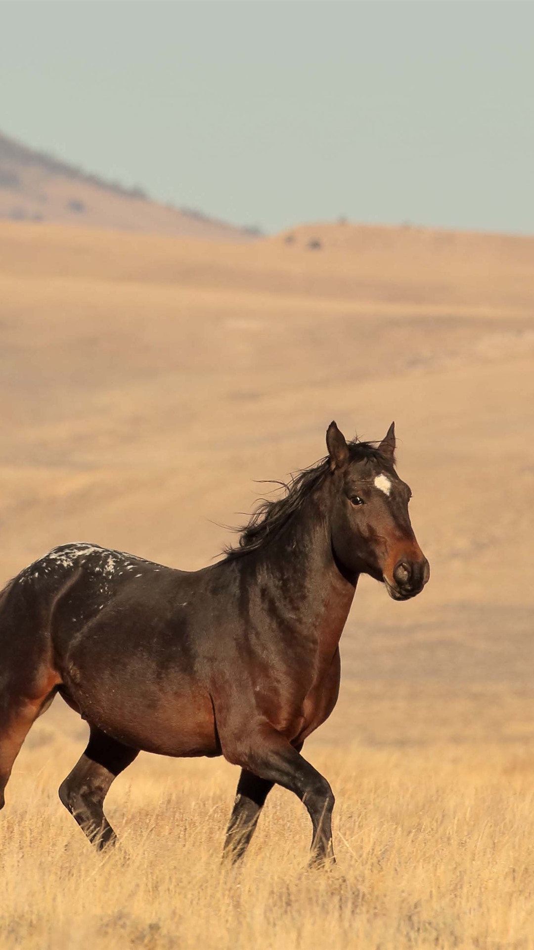 Hình nền iPhone con ngựa trên đồng cỏ