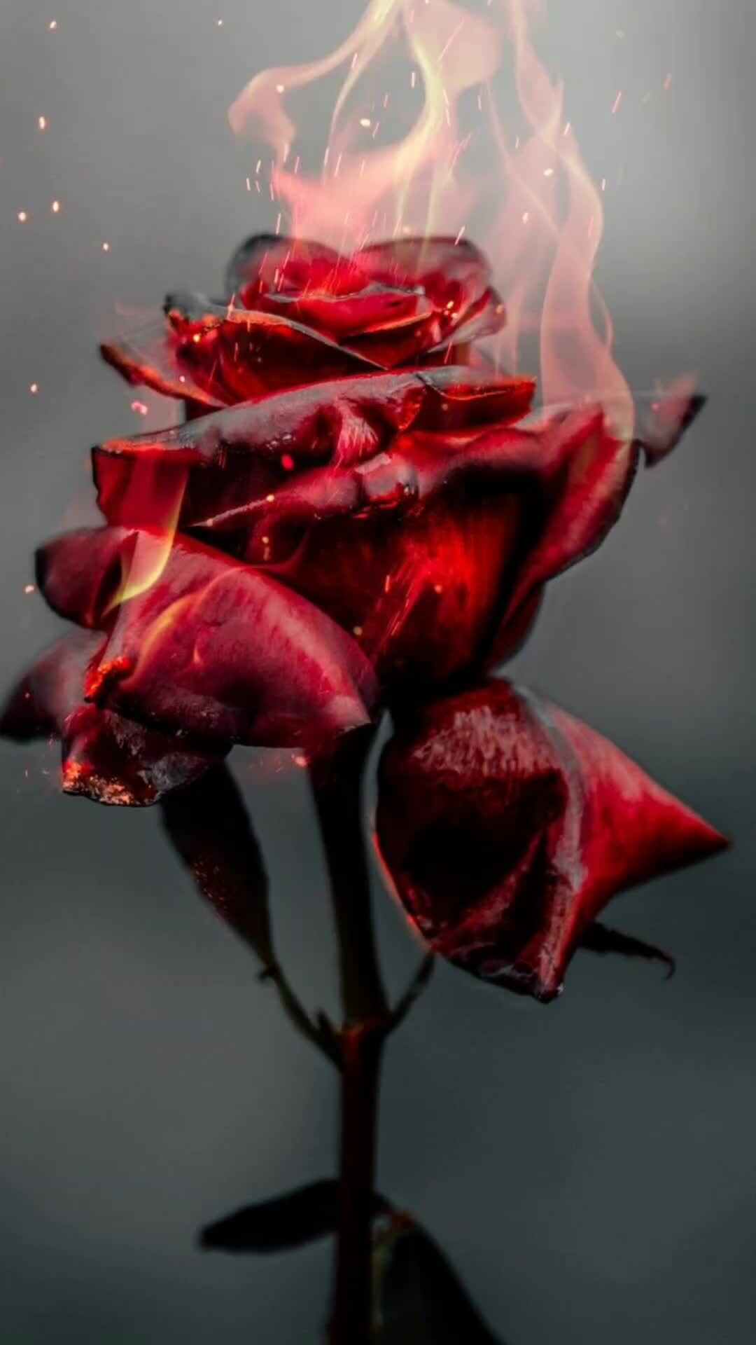 Hình nền Zalo hoa hồng lửa đẹp buồn
