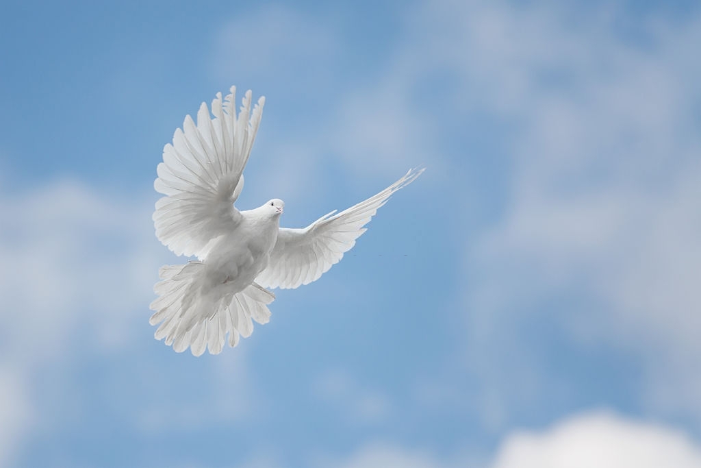 Hình ảnh chim bồ câu hòa bình rất đẹp