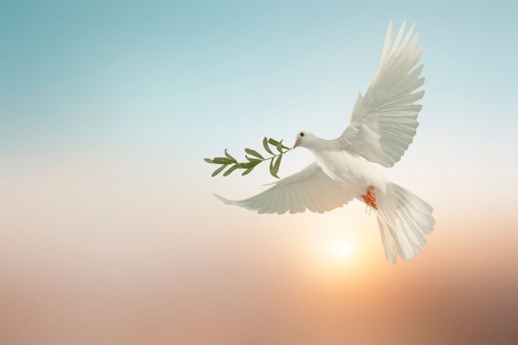 Hình ảnh chim bồ câu hòa bình và lá