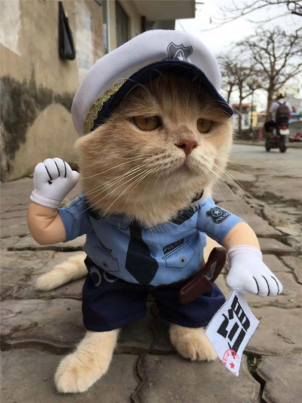 Ảnh mèo ngáo làm cảnh sát