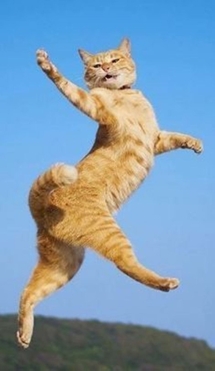 Ảnh mèo ngáo nhảy