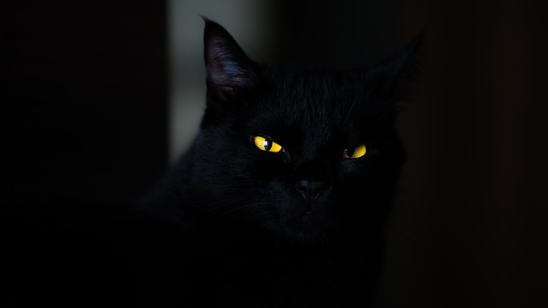 Ảnh nền con mèo đen xì