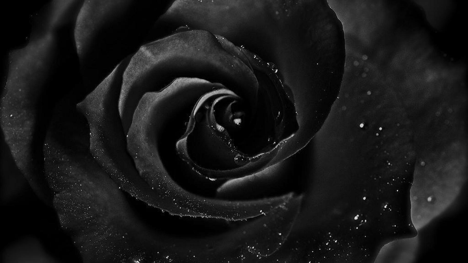 Ảnh nền hoa hồng đen xì