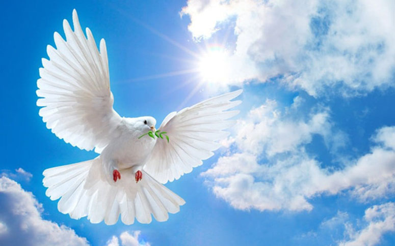 Hình ảnh chim bồ câu của hòa bình và tự do