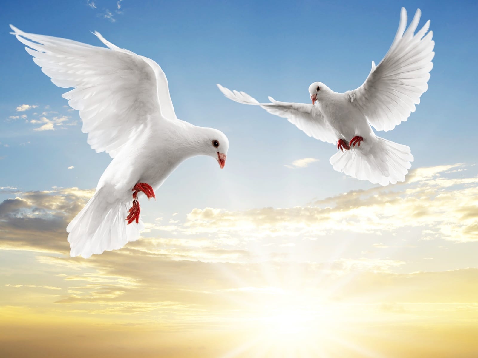 Hình ảnh chim bồ câu hòa bình ý nghĩa
