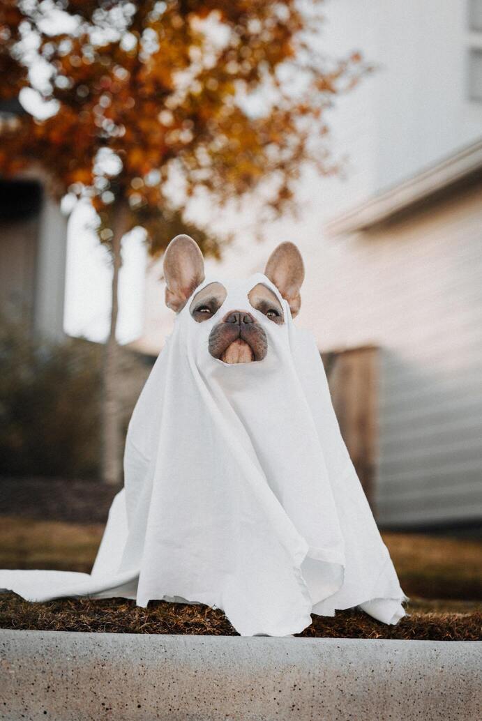 Hình ảnh chú chó Halloween