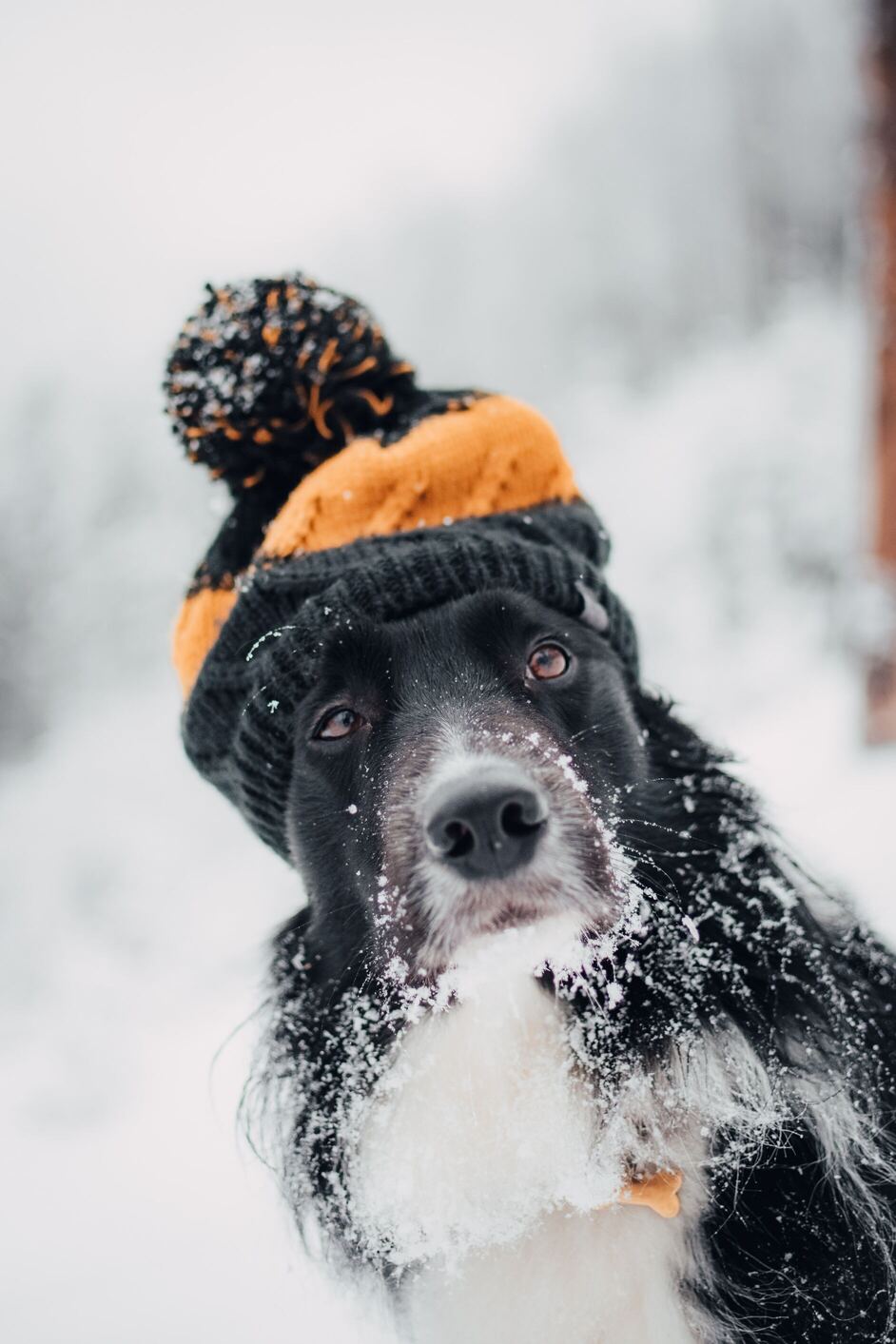Hình ảnh chú chó nghịch tuyết