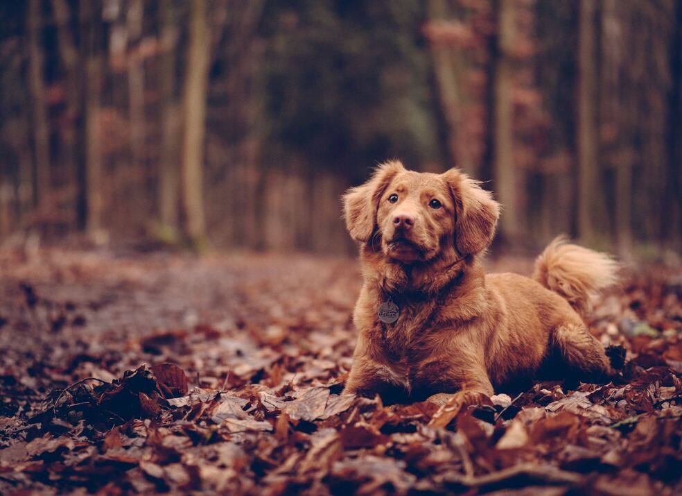 Hình ảnh chú chó trong rừng cute