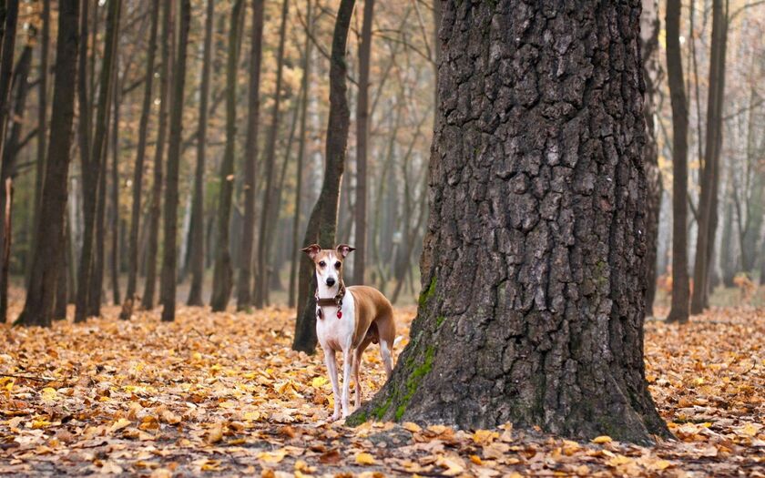 Hình ảnh chú chó trong rừng