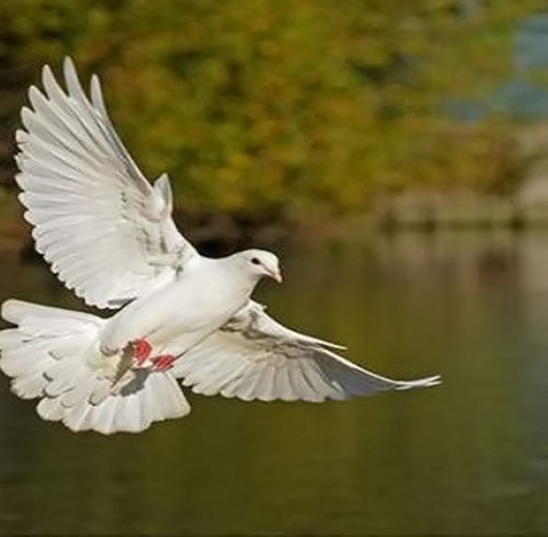 Hình ảnh loài chim bồ câu hòa bình