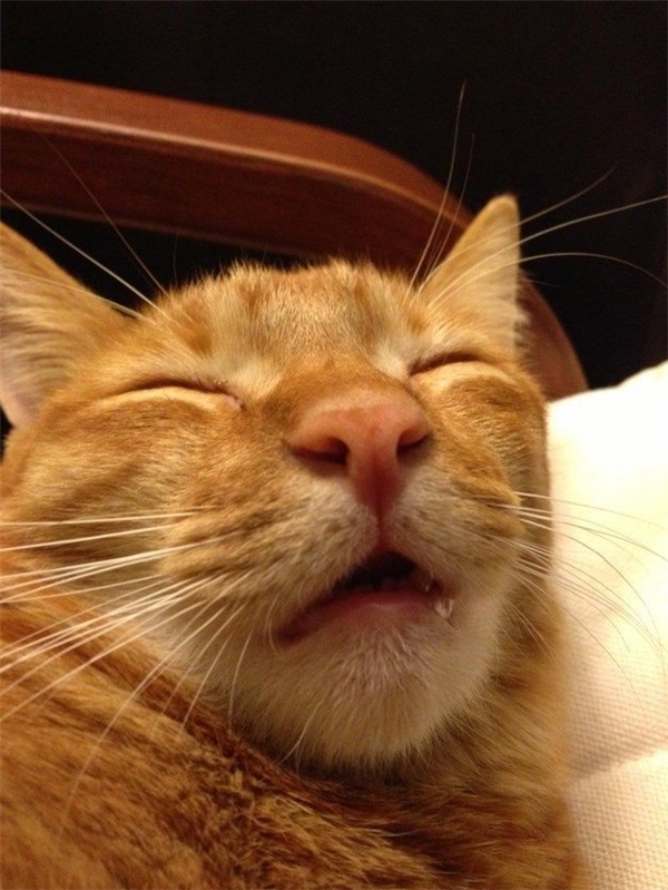 Hình ảnh mèo ngáo ngủ