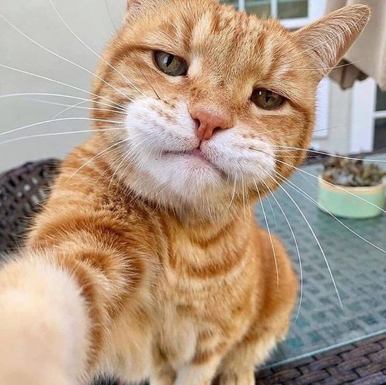 Hình ảnh mèo ngáo selfie